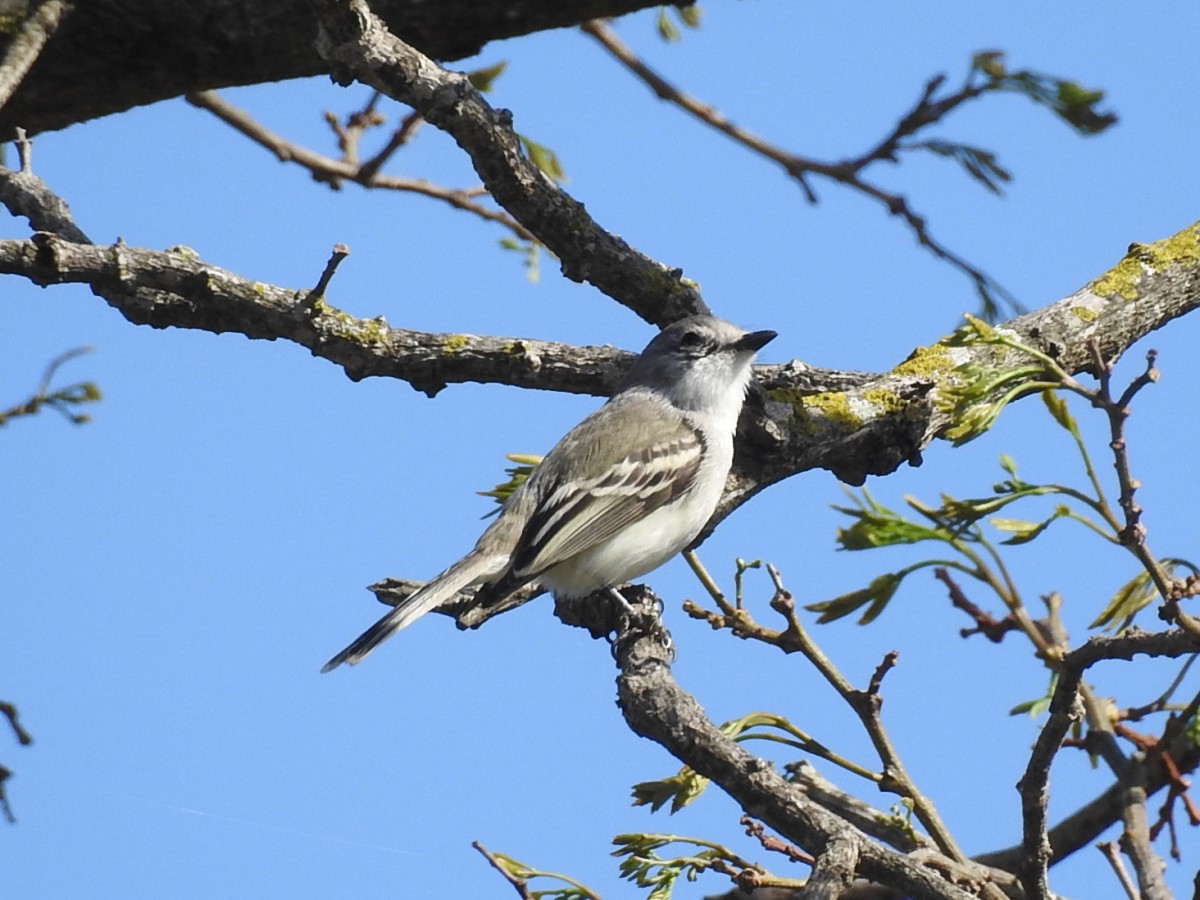 Suiriri Flycatcher - ML605446511