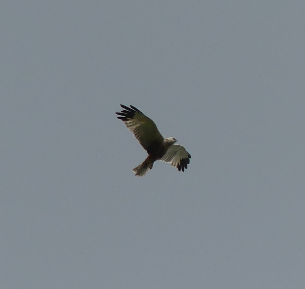 Western Marsh Harrier - Guillaume Normand