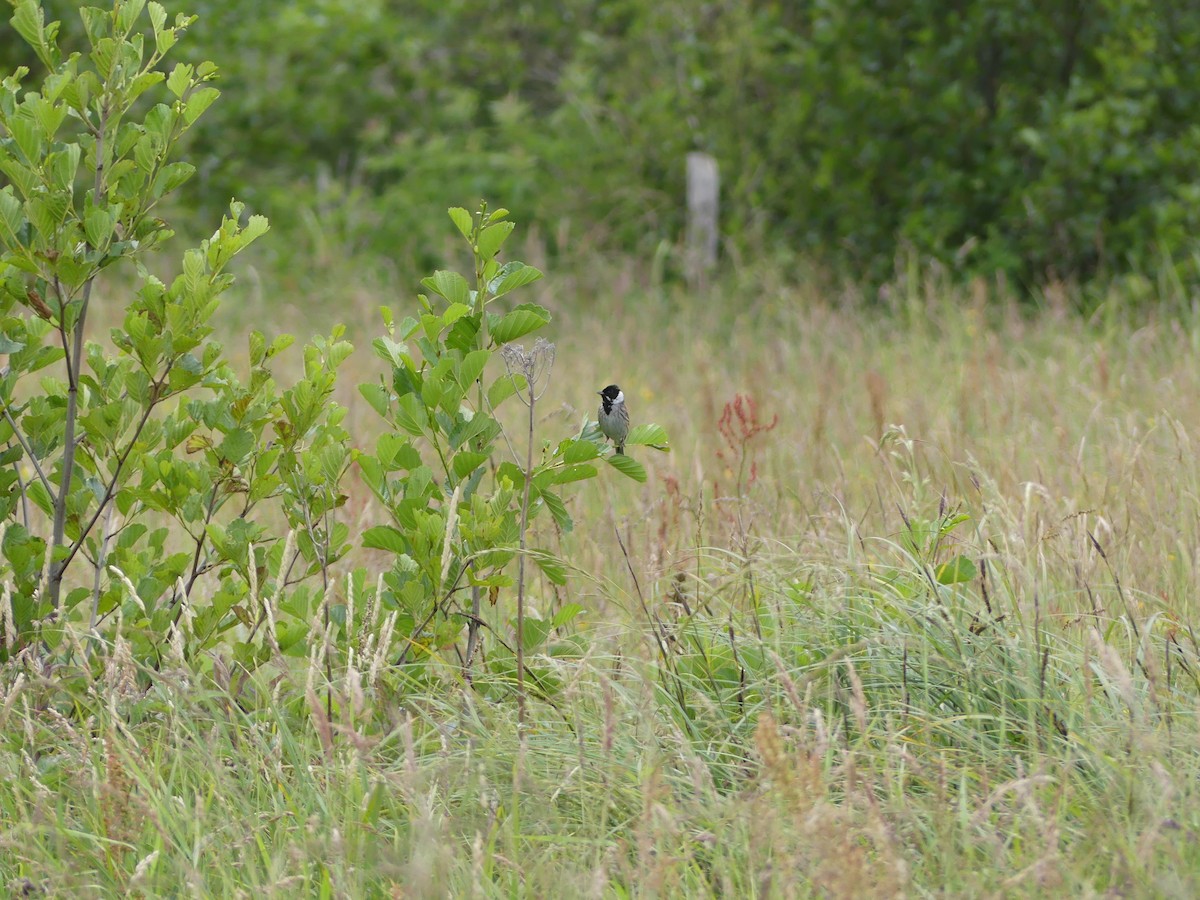 Reed Bunting - ML605447091