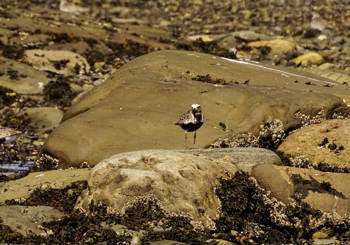 Black-bellied Plover - Geneviève Dumas