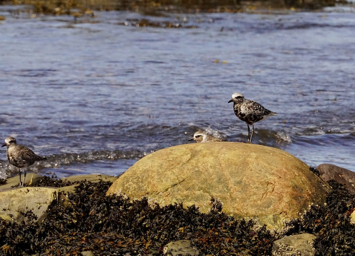 Black-bellied Plover - Geneviève Dumas