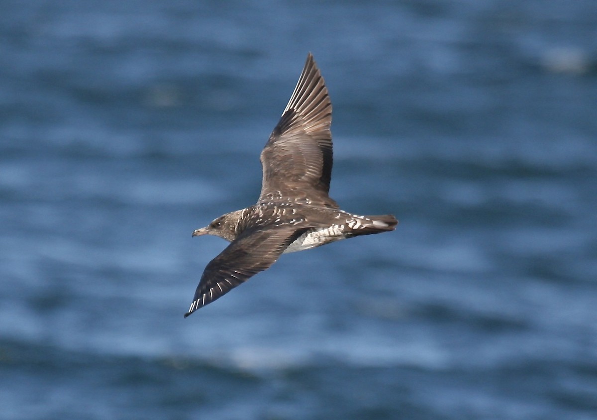 Págalo Pomarino - ML605447321