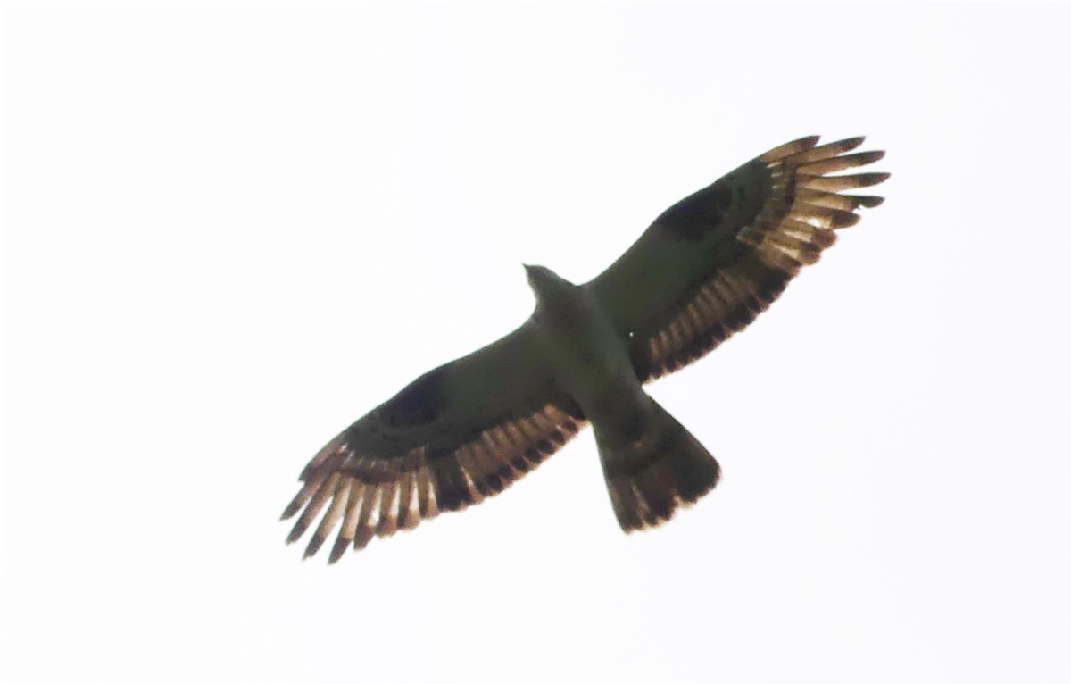 European Honey-buzzard - ML605447521