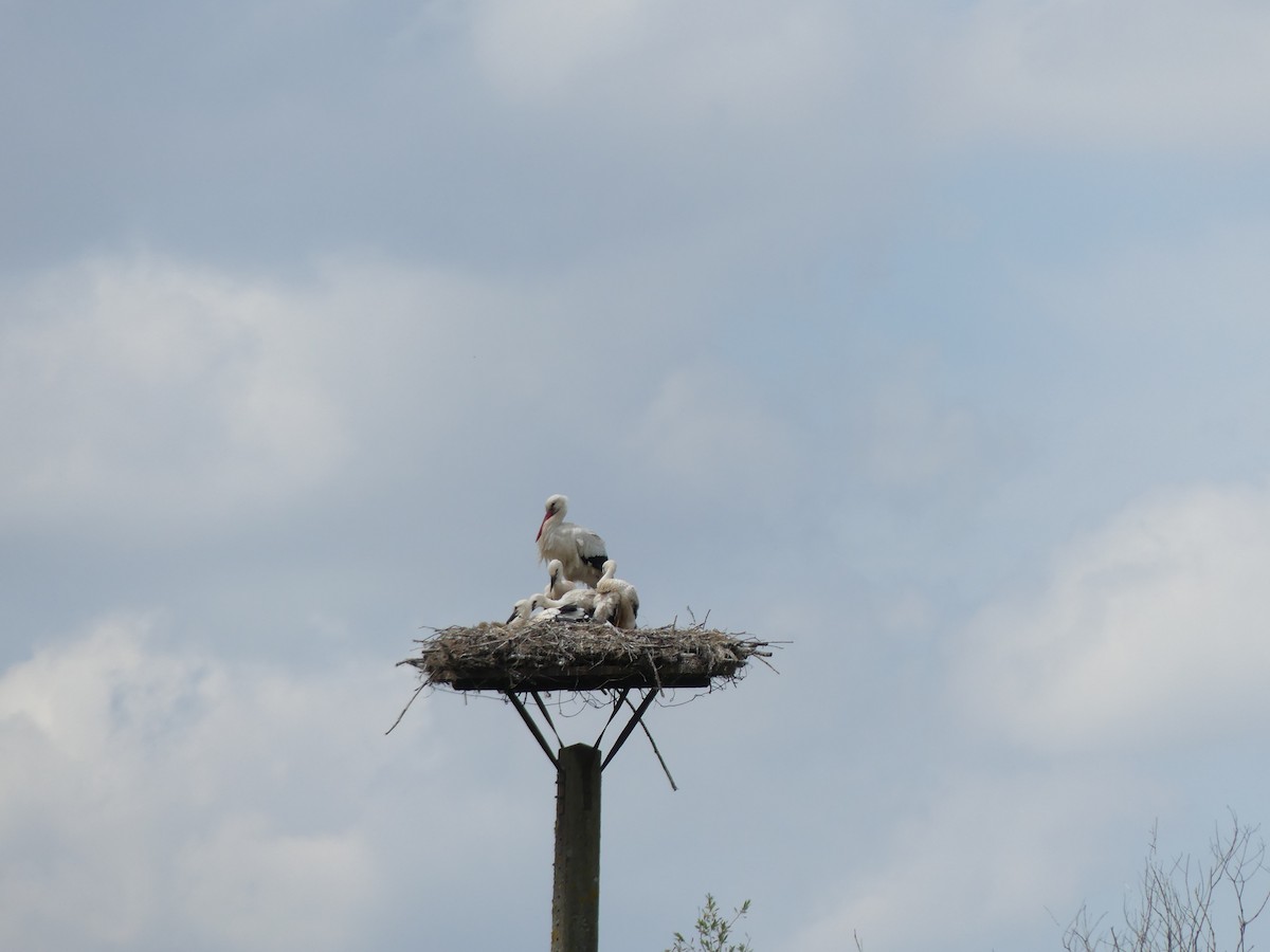 White Stork - ML605447861