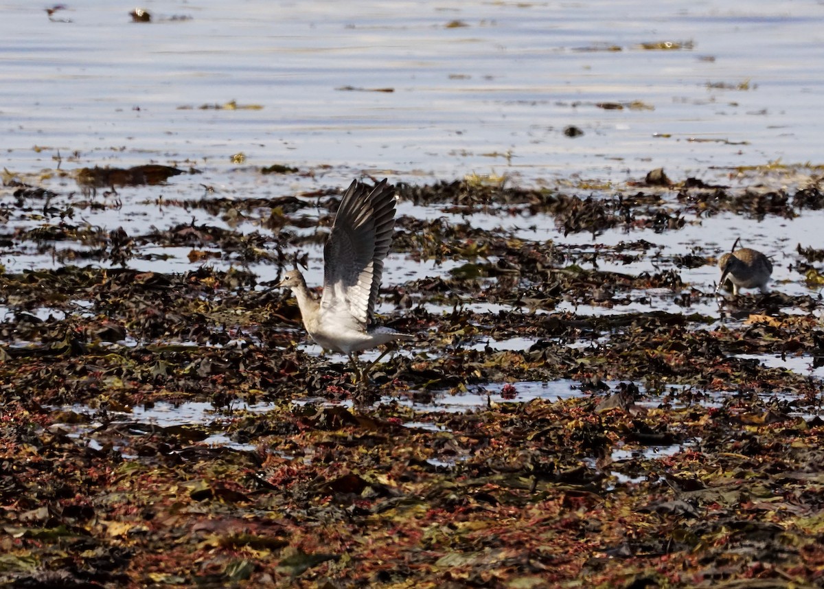 小黃腳鷸 - ML605448631