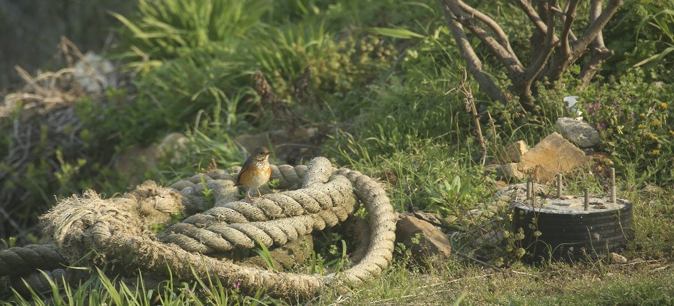 Gray-backed Thrush - EoJin Kim