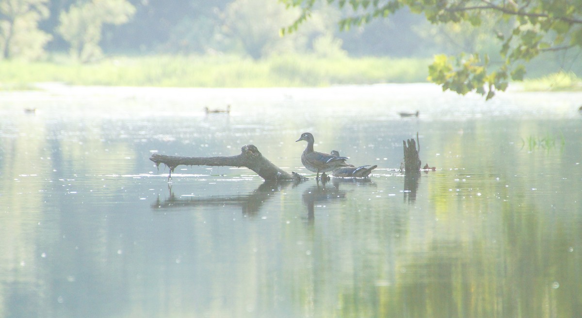 Wood Duck - ML605450841