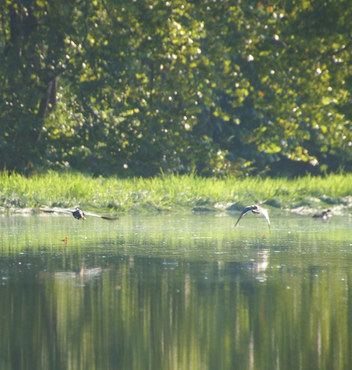 Wood Duck - Anonymous