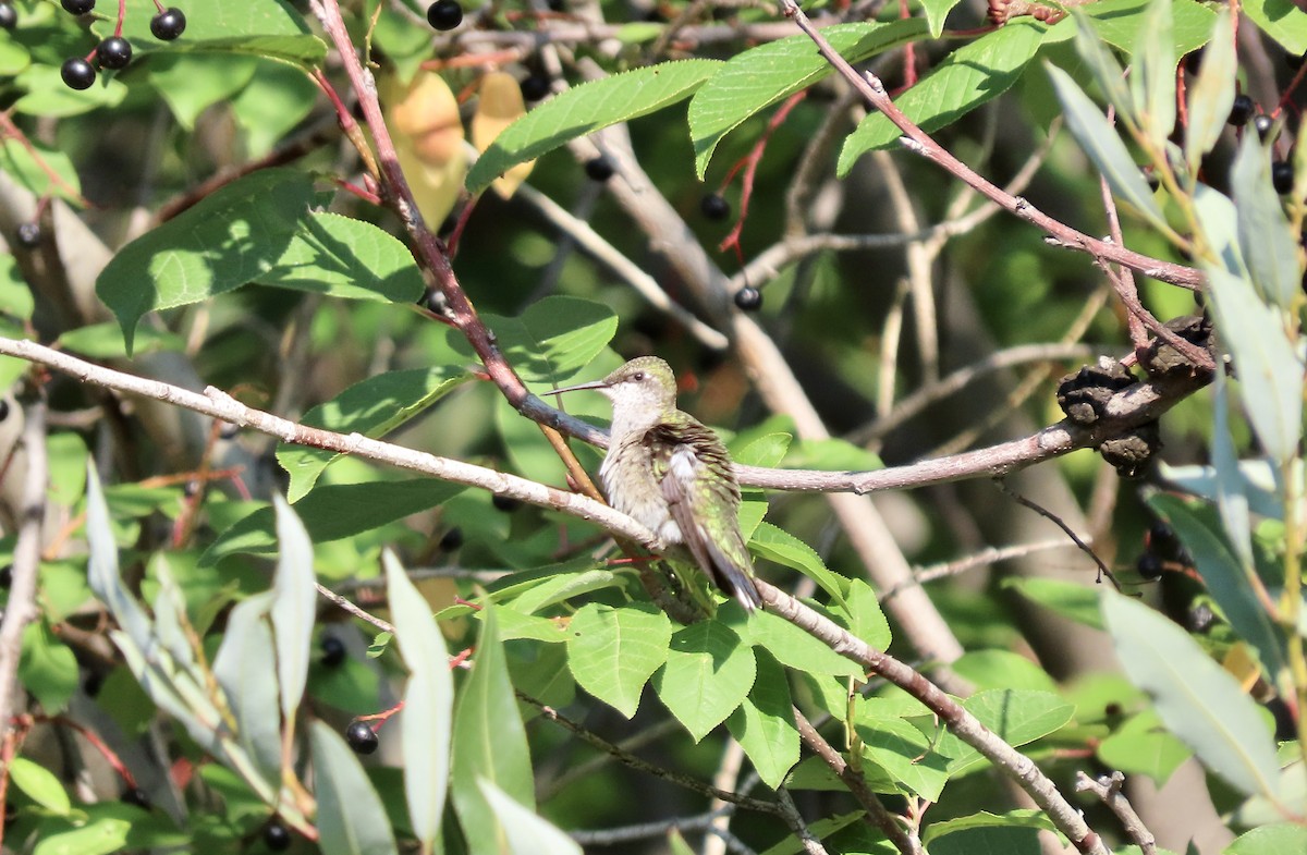 Ruby-throated Hummingbird - ML605450931