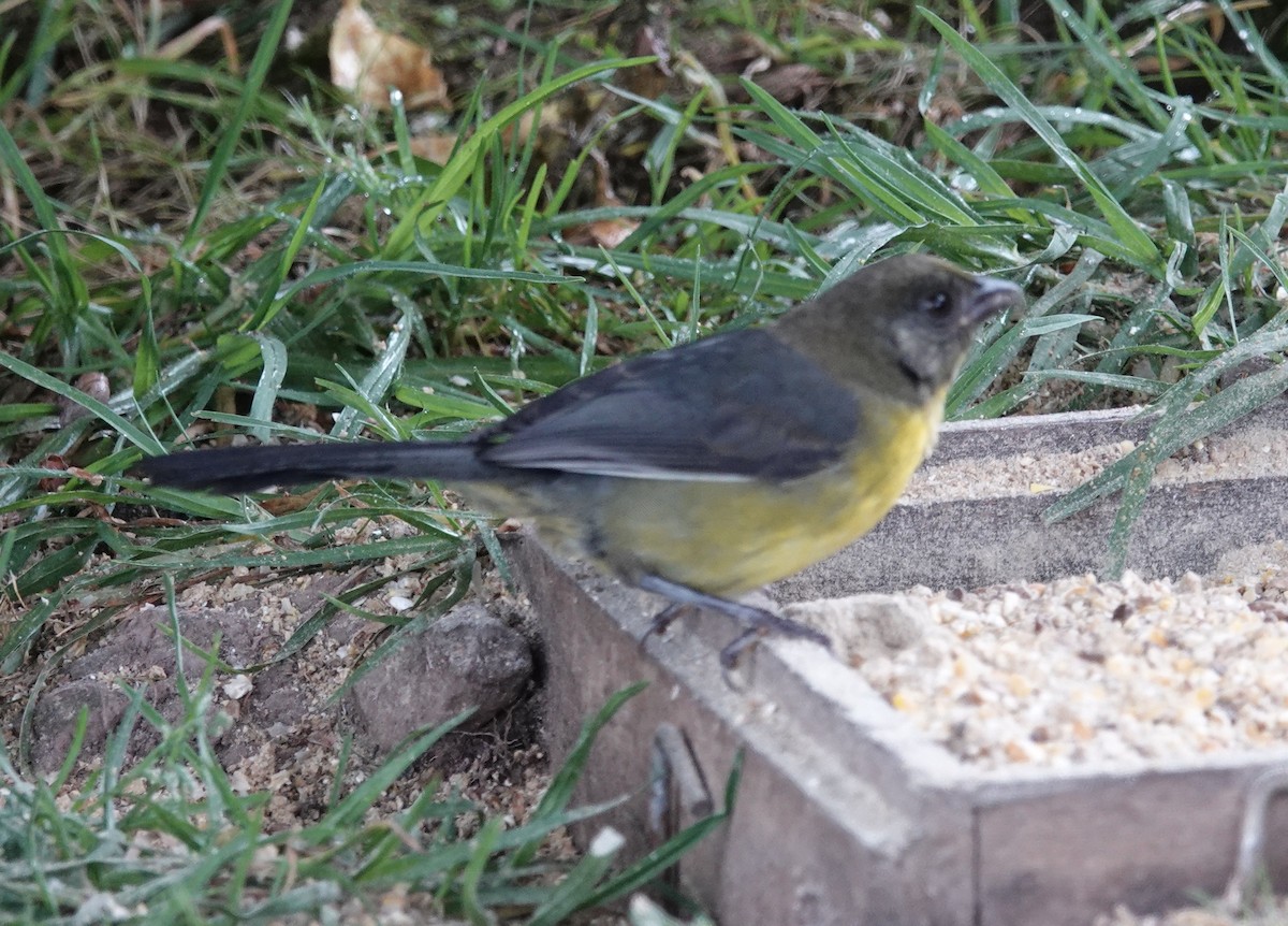 Clorospingo Común (grupo venezuelanus) - ML605451941