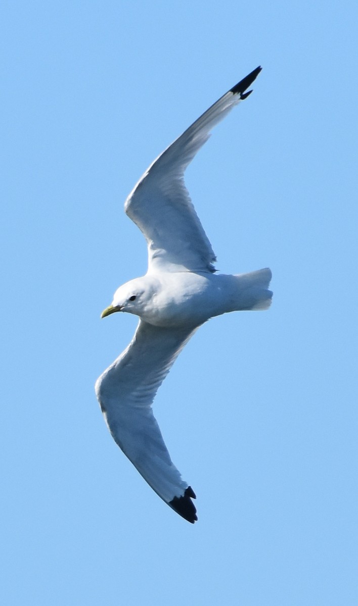 Black-legged Kittiwake - Jada Fitch