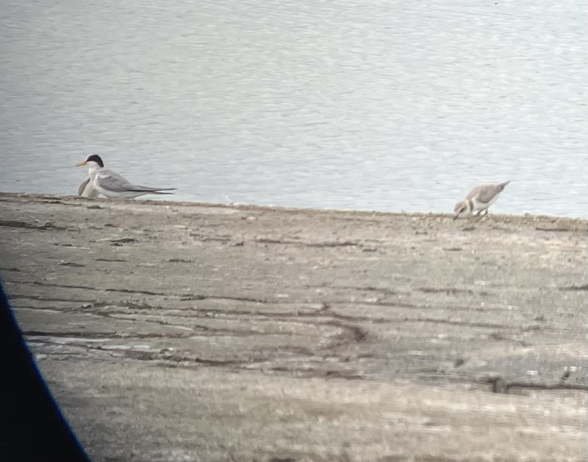 Snowy Plover - Roger Muskat