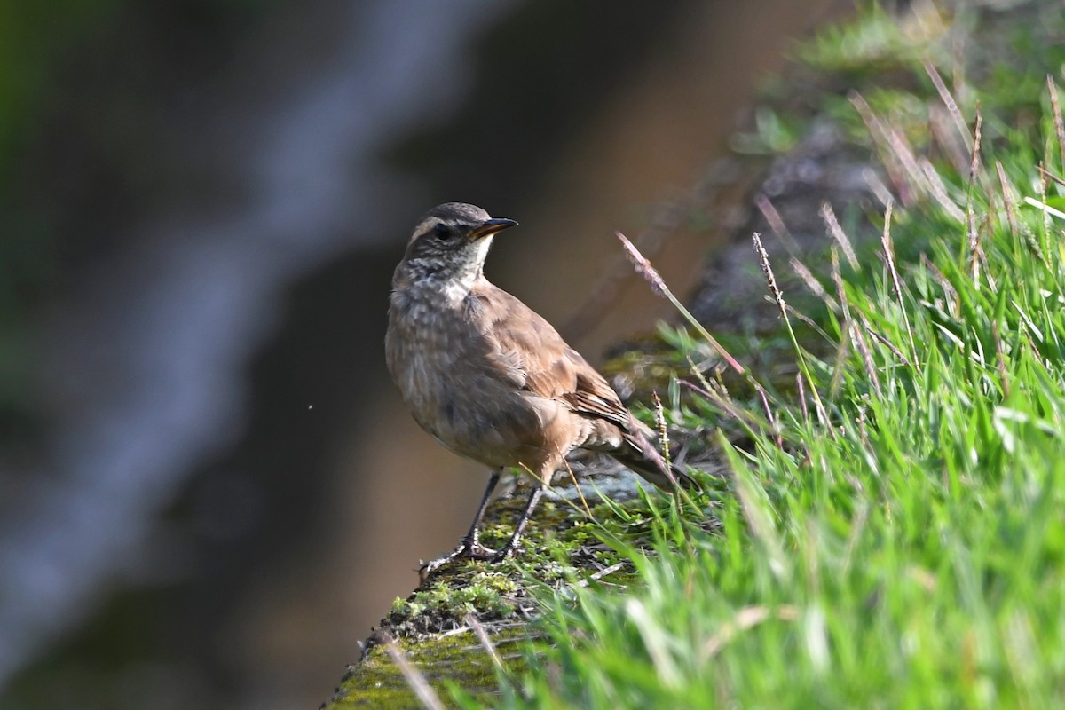 Buff-winged Cinclodes - ML605453001