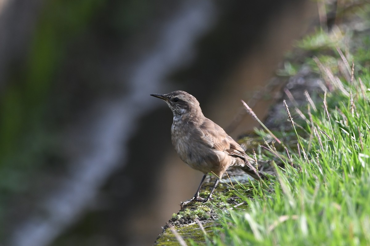 Buff-winged Cinclodes - ML605453011