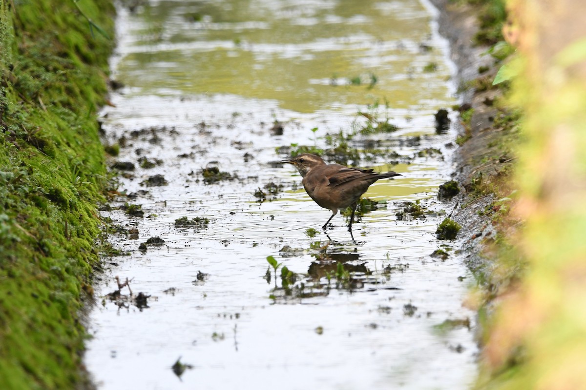 Buff-winged Cinclodes - ML605453021