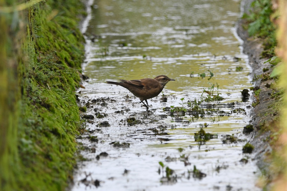 Buff-winged Cinclodes - ML605453061