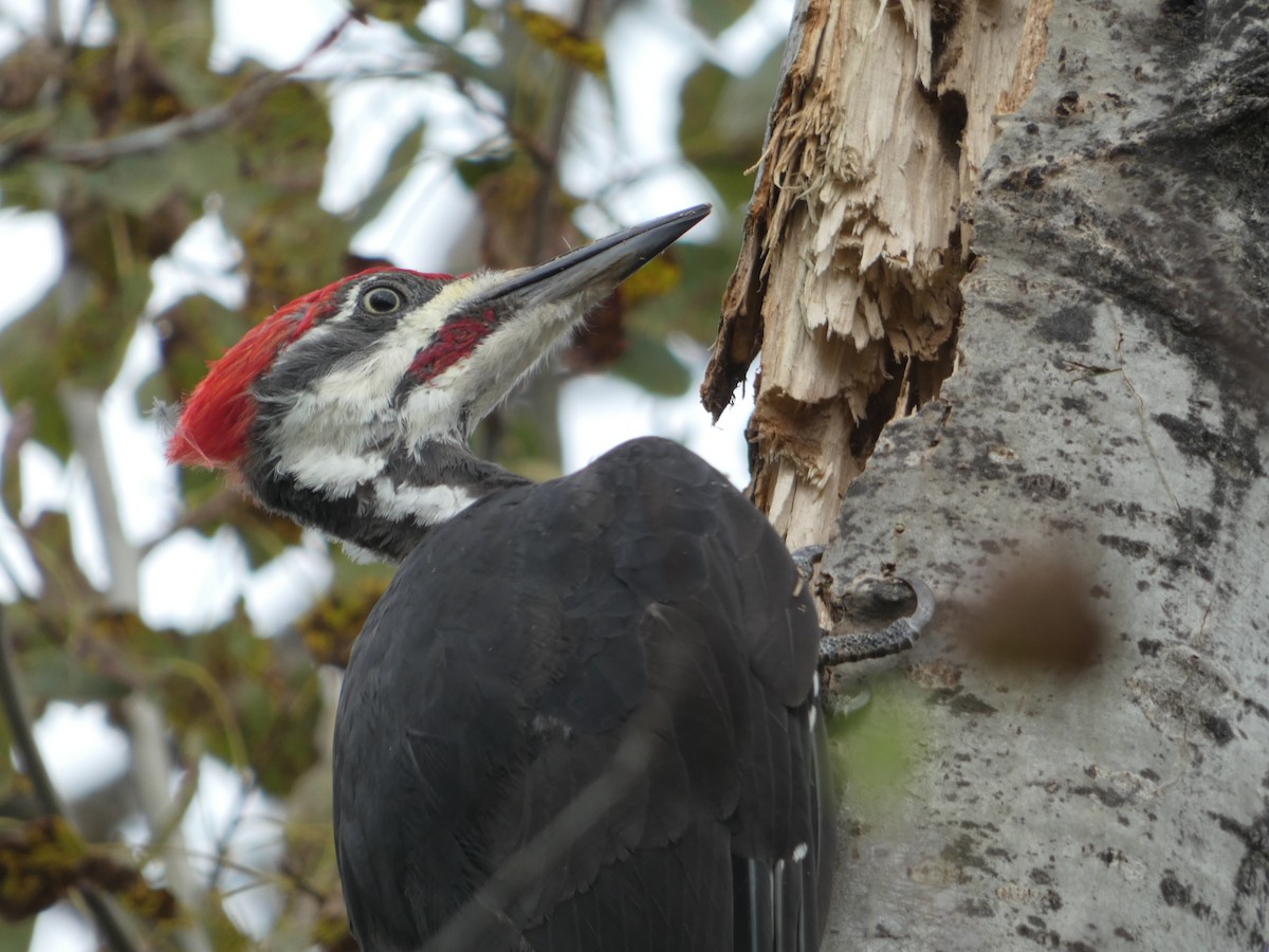 Pileated Woodpecker - ML605453811