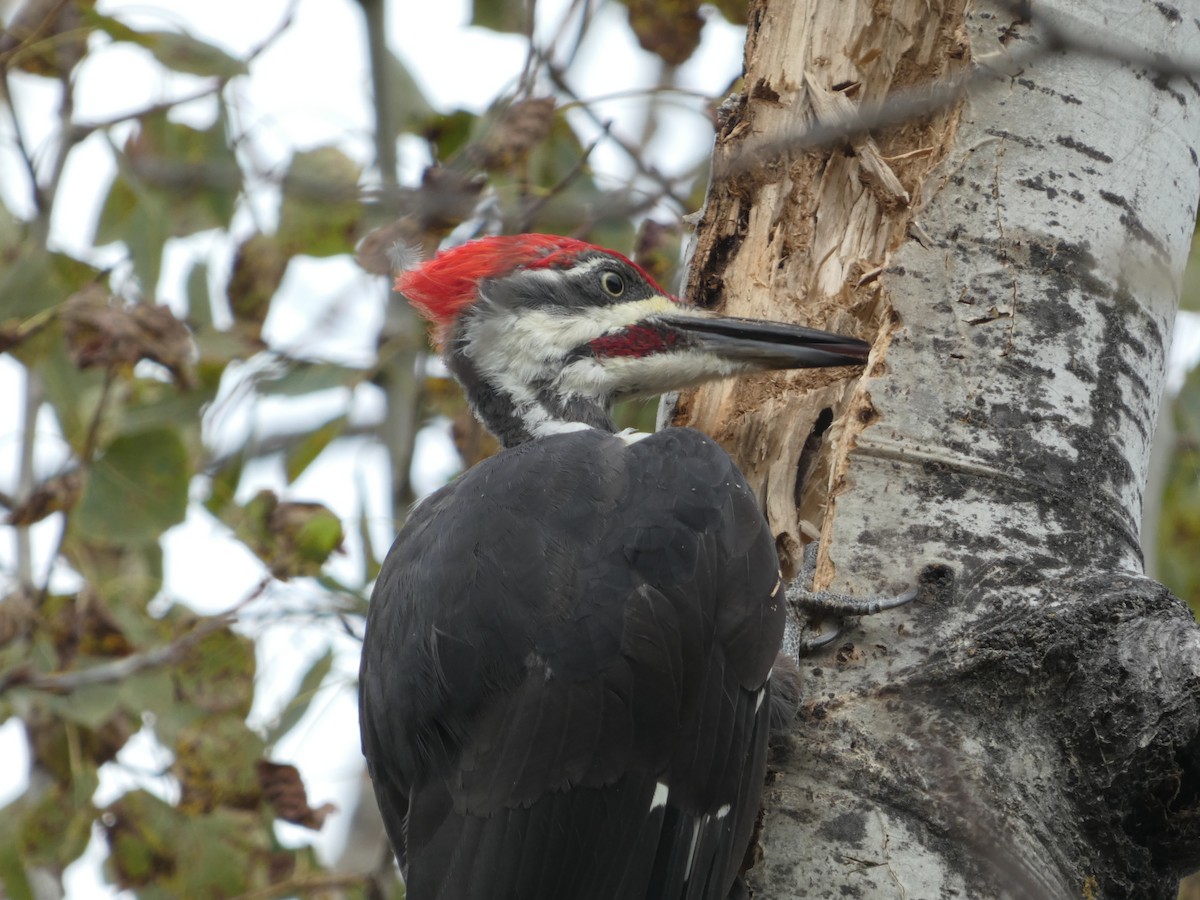 Pileated Woodpecker - ML605453821