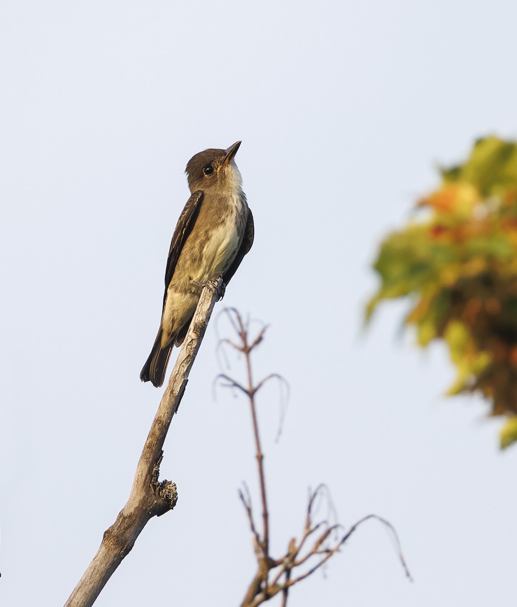 Olive-sided Flycatcher - ML605454371
