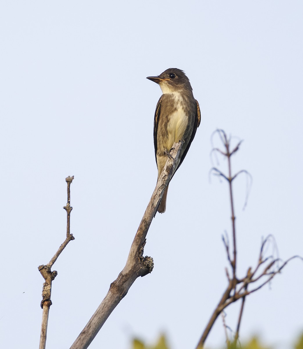 Olive-sided Flycatcher - ML605454431