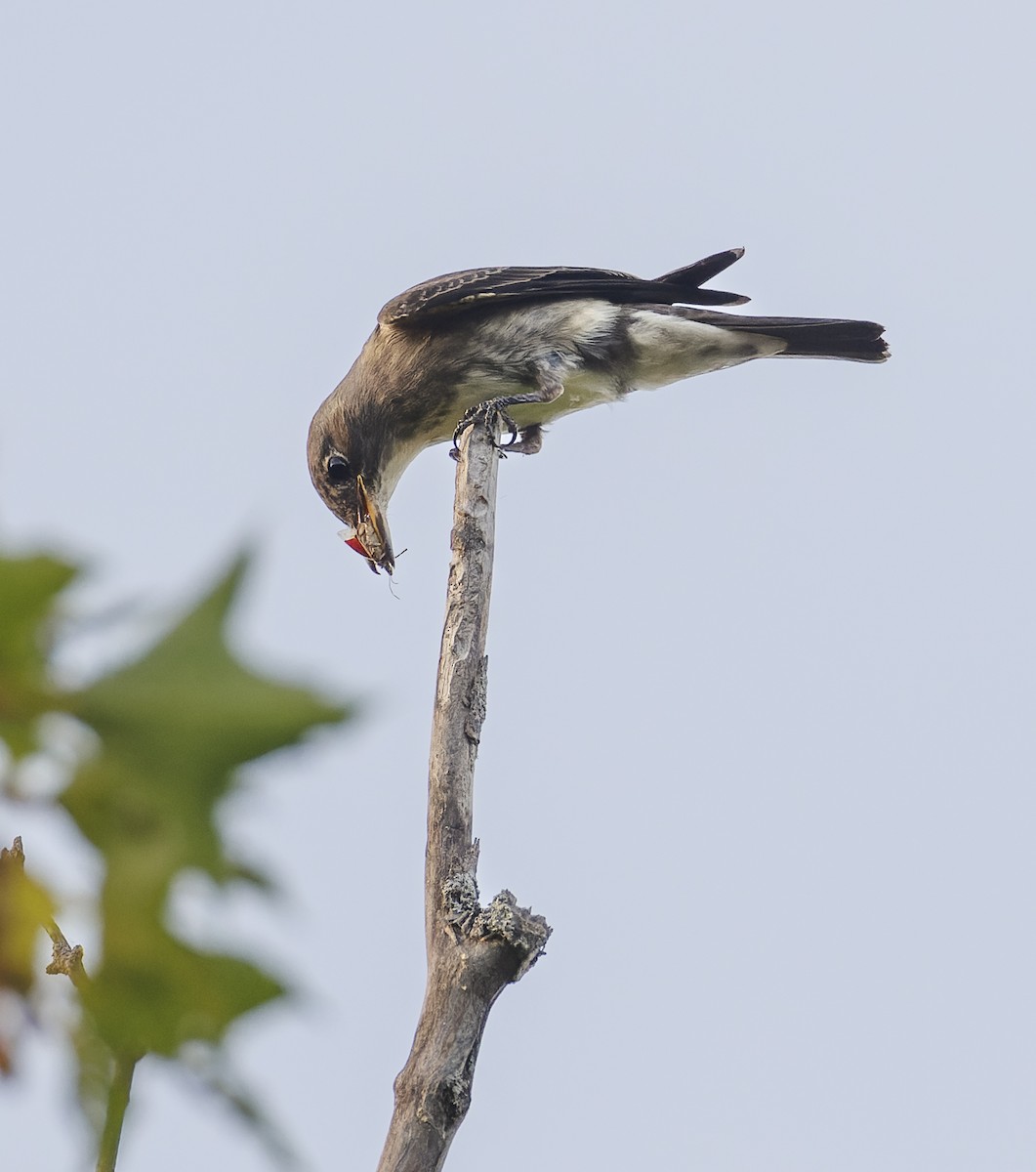 Olive-sided Flycatcher - ML605454521