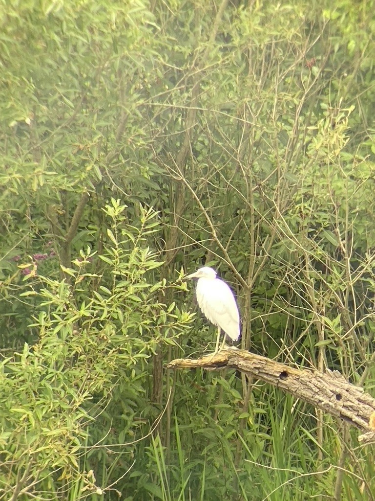 Little Blue Heron - Roberto San Antonio