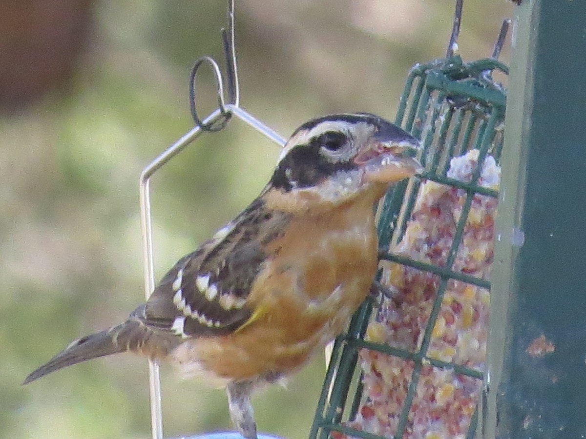 Black-headed Grosbeak - ML605456281