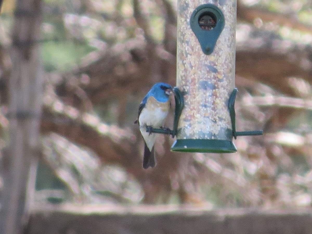 Lazuli Bunting - ML605456591