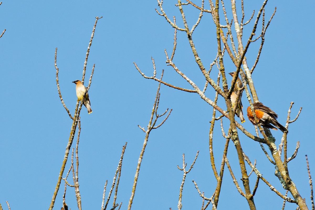 Cedar Waxwing - Ruogu Li