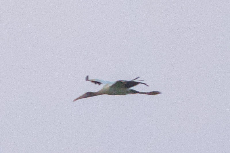 Wood Stork - ML605457581