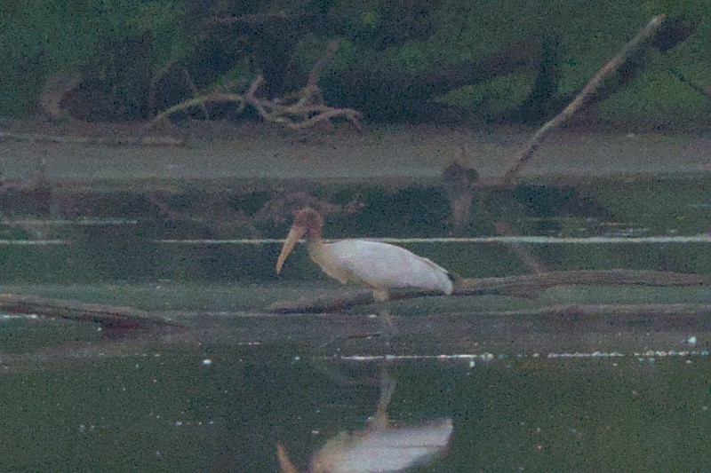 Wood Stork - ML605457591