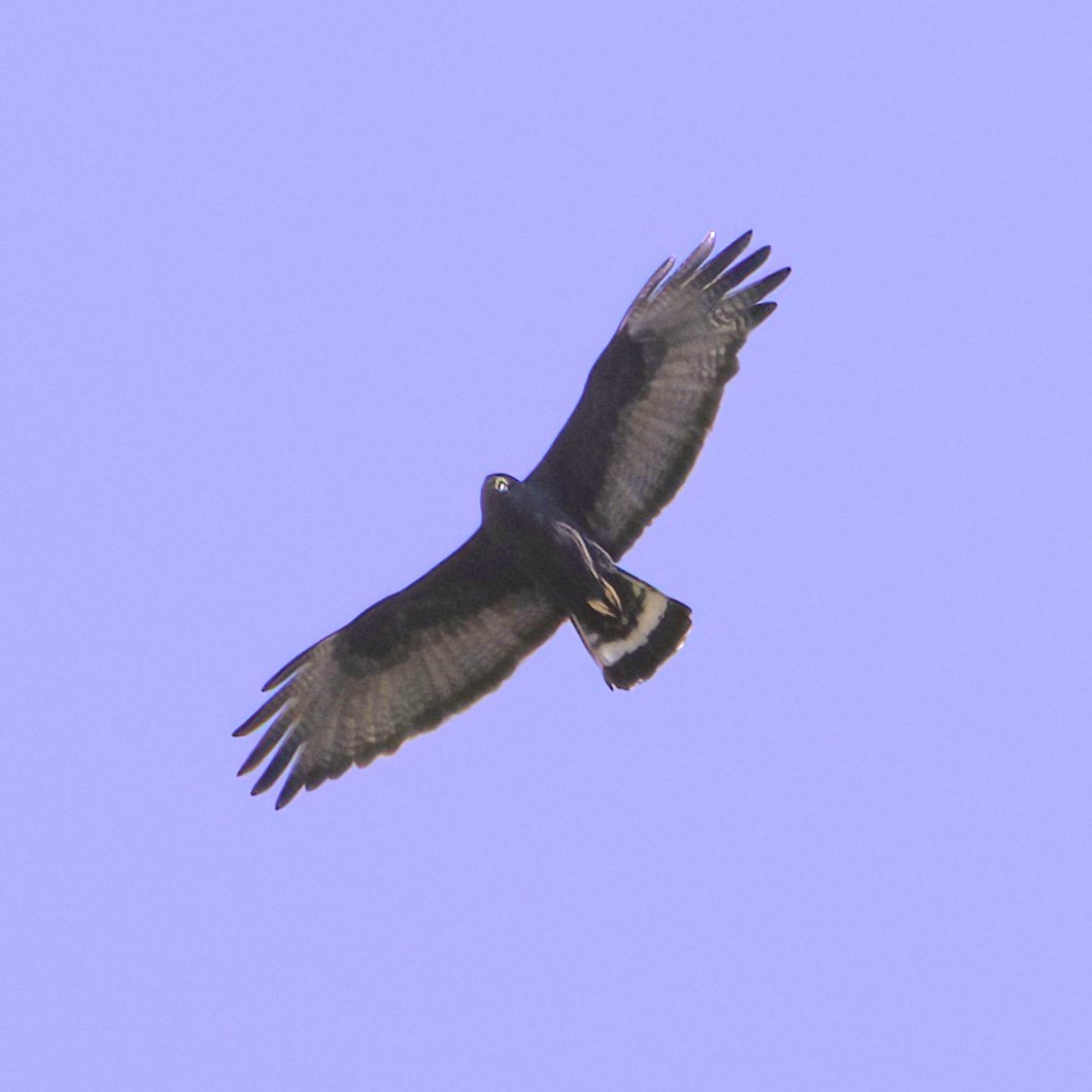 Zone-tailed Hawk - Sue Riffe