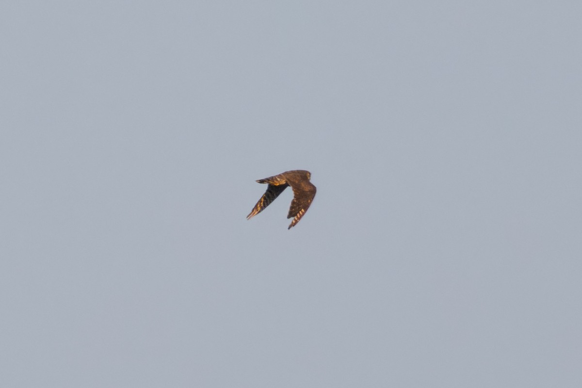 Merlin - ML605458071