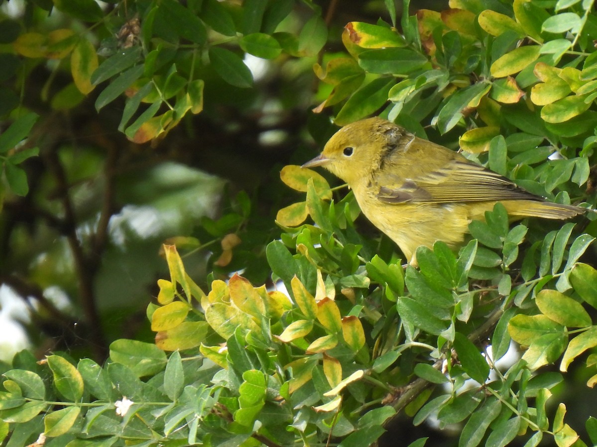 Paruline jaune - ML605458211