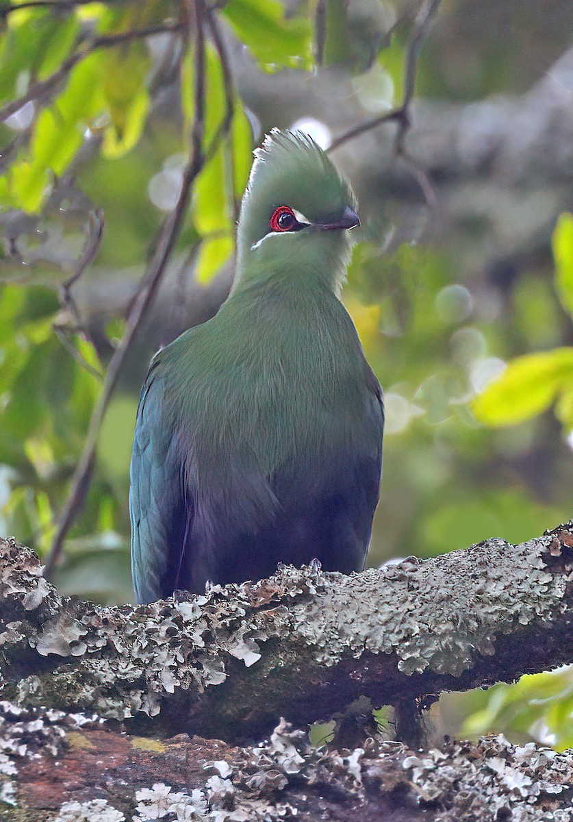 Black-billed Turaco - ML605458401