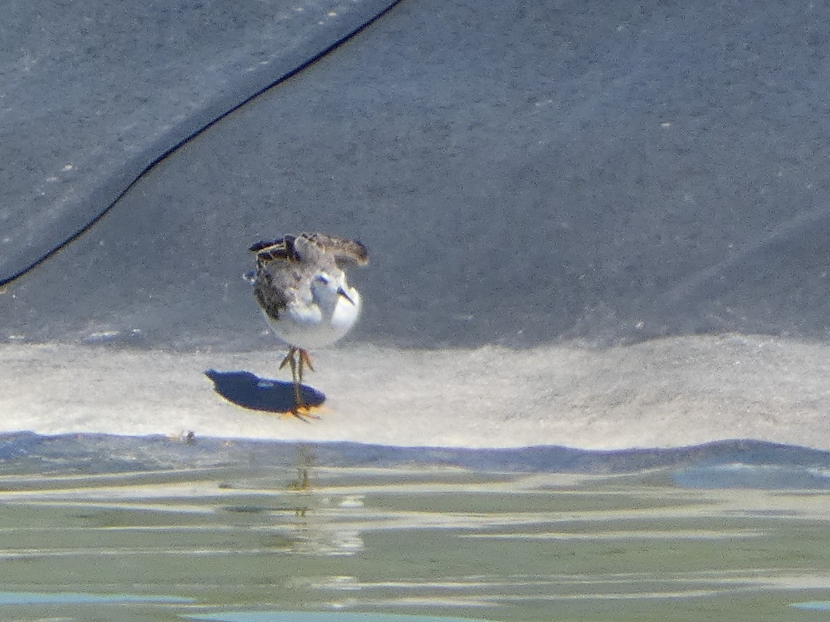 Wilson's Phalarope - ML605459301