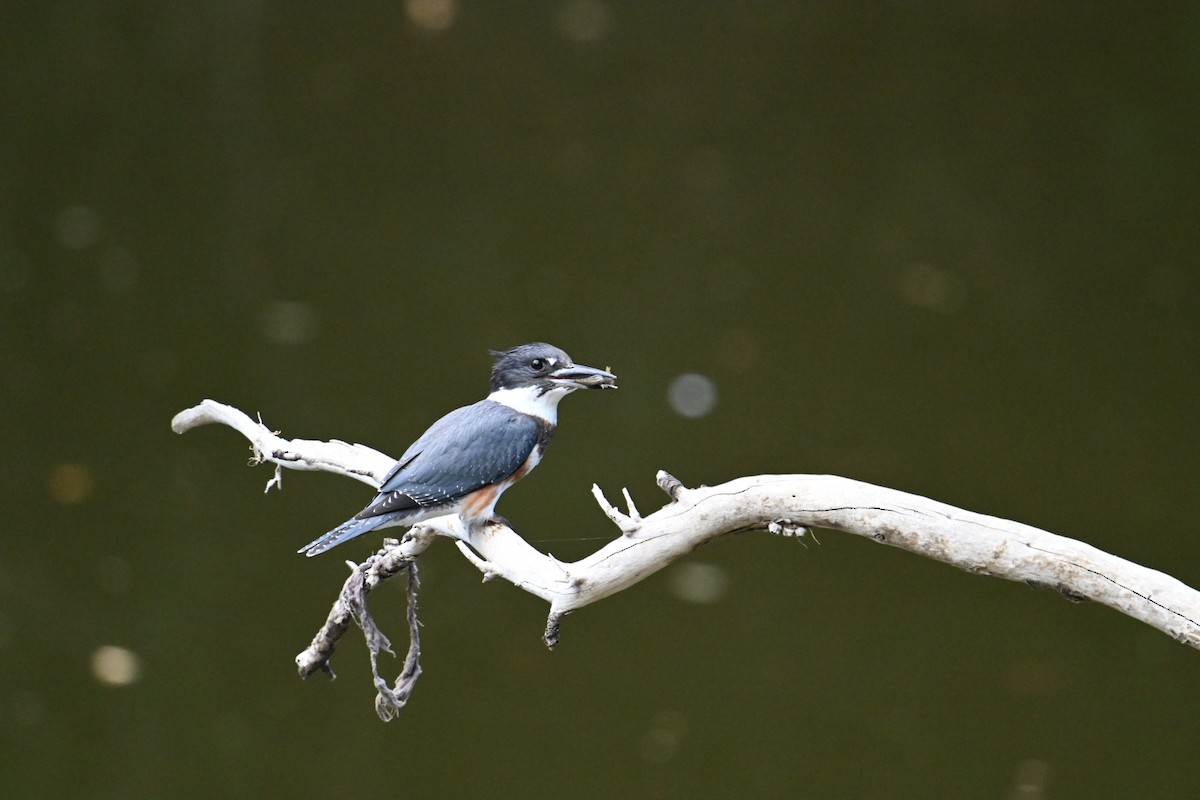 Belted Kingfisher - ML605459431