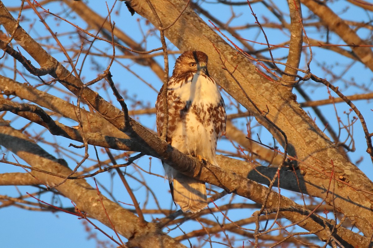 Red-tailed Hawk - ML605459451