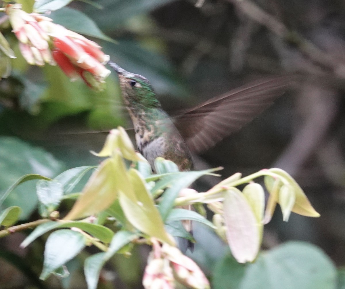 fløyelsbrystkolibri - ML605459701