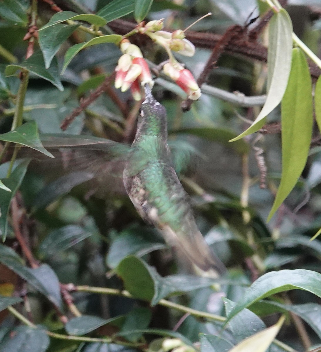 Colibrí Aterciopelado - ML605459751