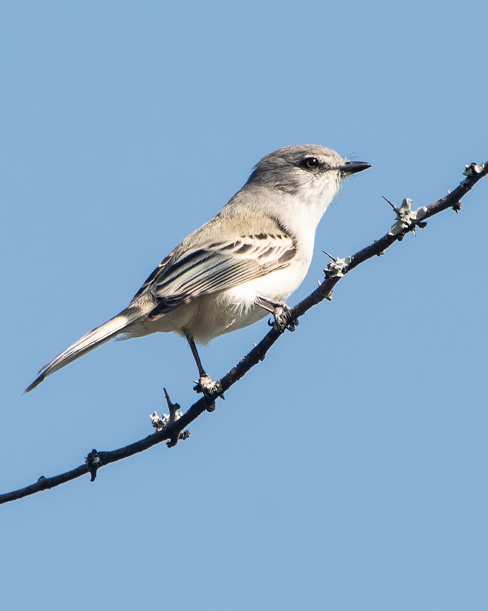 Suiriri Flycatcher - ML605459931