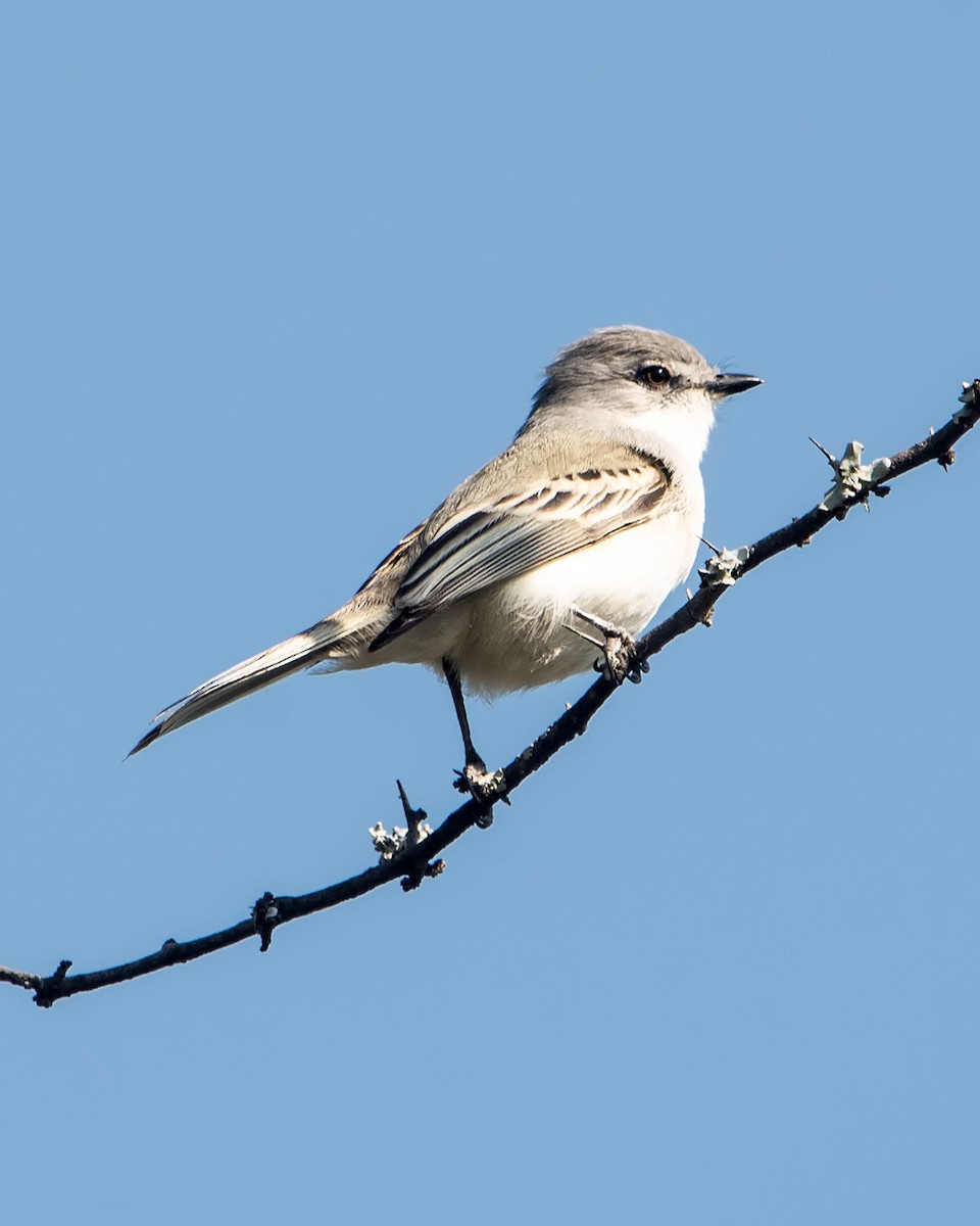 Suiriri Flycatcher - ML605459941