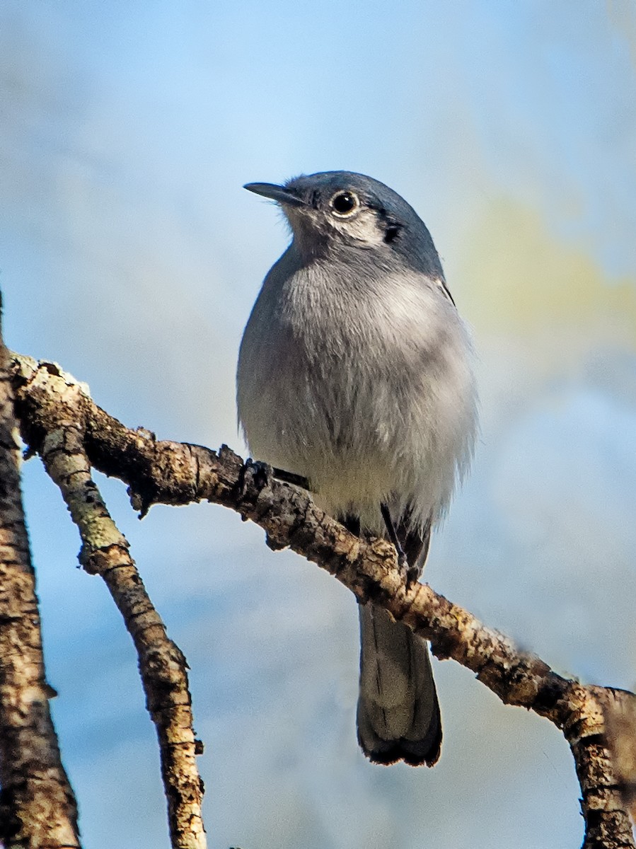 Masked Gnatcatcher - ML605459991