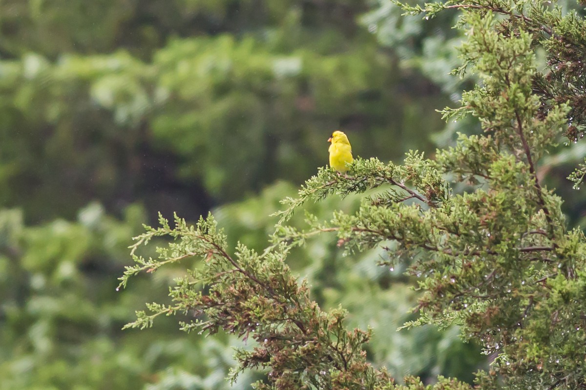 Chardonneret jaune - ML60546011