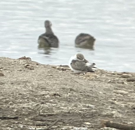 Snowy Plover - ML605460251