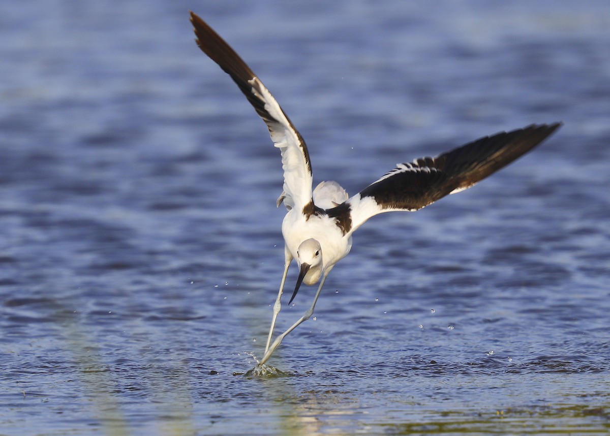 Avocette d'Amérique - ML605461011