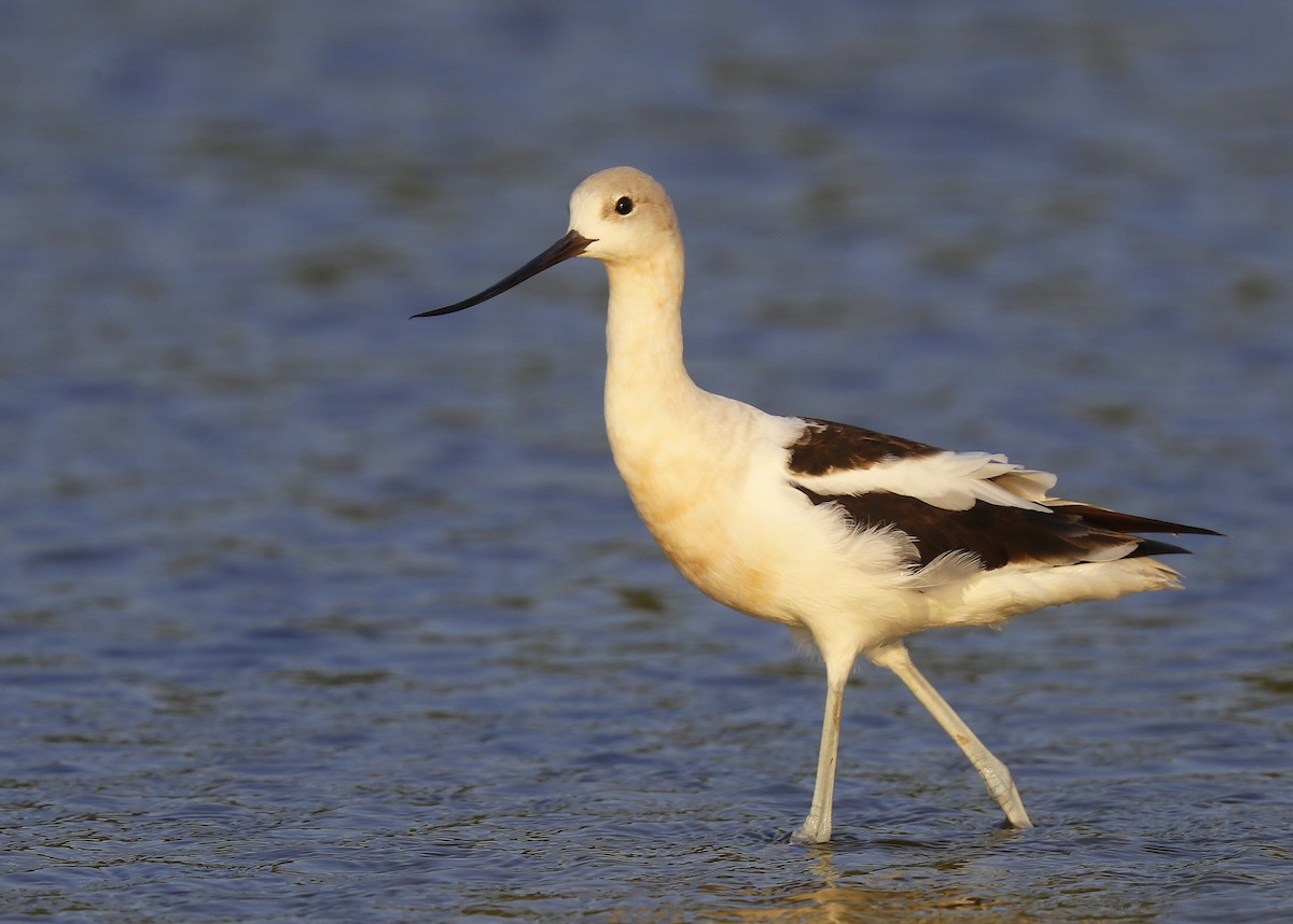 Avocette d'Amérique - ML605461051