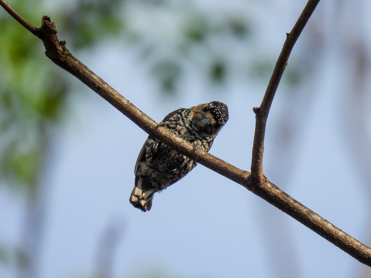 Ochre-collared Piculet - ML605461711