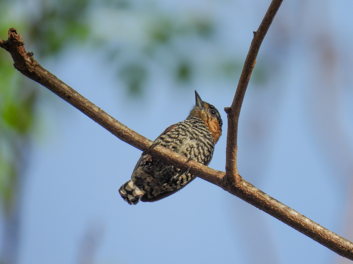 Ochre-collared Piculet - ML605461721