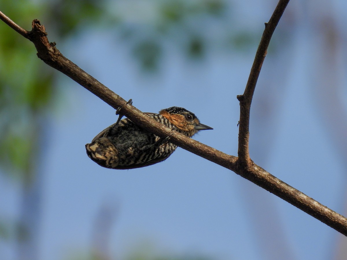 Ochre-collared Piculet - ML605461731